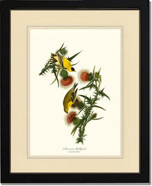 Goldfinch, American | Wildbird Wall Art Print