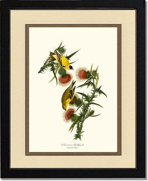 Goldfinch, American | Wildbird Wall Art Print