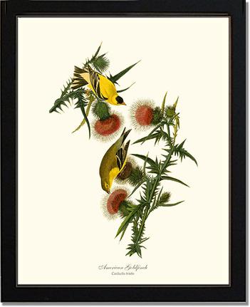Goldfinch, American