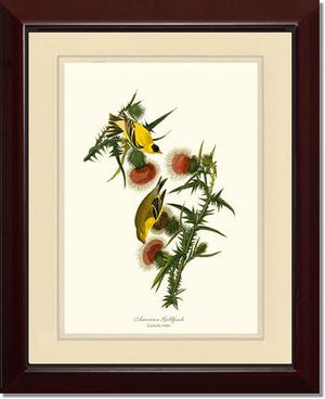Goldfinch, American | Wildbird Wall Art Print