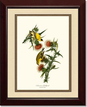 Goldfinch, American | Wildbird Wall Art Print