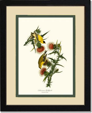 Goldfinch, American | Wildbird Wall Art Print