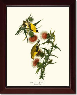 Goldfinch, American | Wildbird Wall Art Print