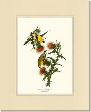 Goldfinch, American | Wildbird Wall Art Print