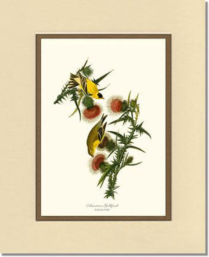 Goldfinch, American | Wildbird Wall Art Print