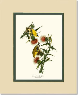 Goldfinch, American | Wildbird Wall Art Print