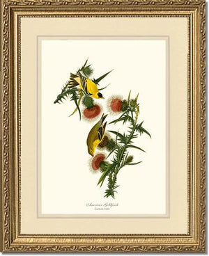 Goldfinch, American | Wildbird Wall Art Print