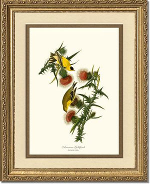 Goldfinch, American | Wildbird Wall Art Print