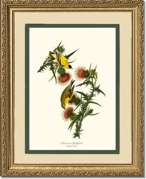 Goldfinch, American | Wildbird Wall Art Print