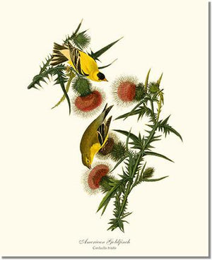 Goldfinch, American | Wildbird Wall Art Print