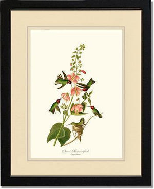 Hummingbird, Anna's - Charting Nature