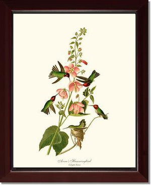 Hummingbird, Anna's - Charting Nature