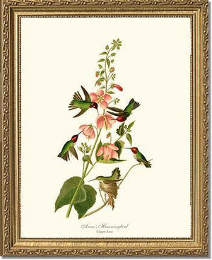Hummingbird, Anna's - Charting Nature