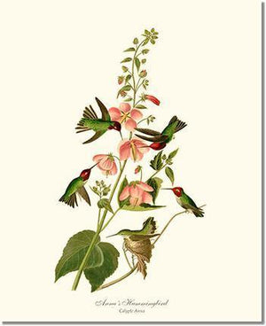 Bird Print: Hummingbird, Anna's