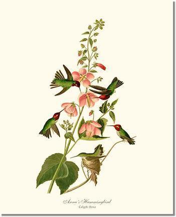 Hummingbird, Anna's