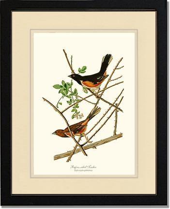 Towhee, Rufous-sided - Charting Nature