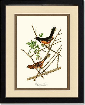 Towhee, Rufous-sided - Charting Nature