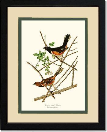 Towhee, Rufous-sided - Charting Nature