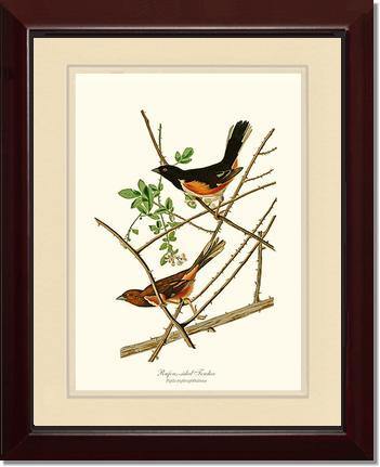 Towhee, Rufous-sided - Charting Nature
