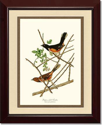 Towhee, Rufous-sided - Charting Nature