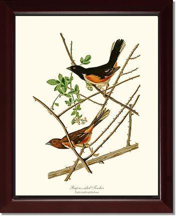Towhee, Rufous-sided - Charting Nature