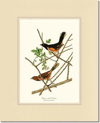 Towhee, Rufous-sided - Charting Nature