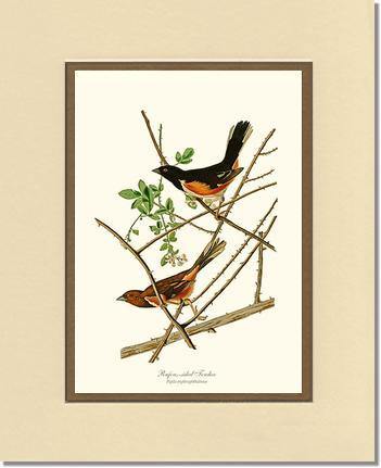 Towhee, Rufous-sided - Charting Nature