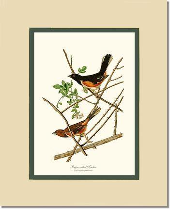 Towhee, Rufous-sided - Charting Nature