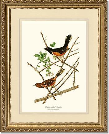 Towhee, Rufous-sided - Charting Nature