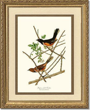 Towhee, Rufous-sided - Charting Nature