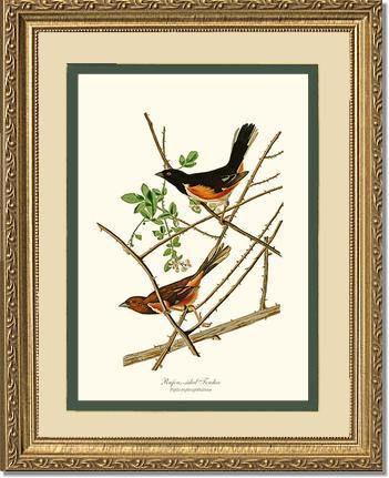 Towhee, Rufous-sided - Charting Nature