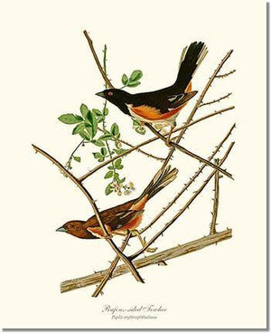 Bird Print: Towhee, Rufous-sided