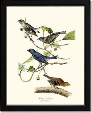 Indigo Bunting - Charting Nature