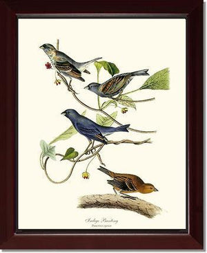 Indigo Bunting - Charting Nature