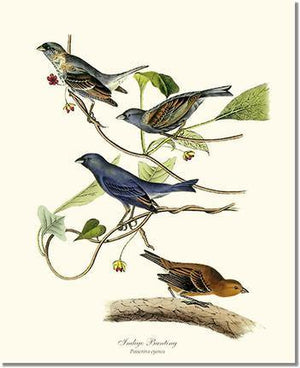 Indigo Bunting - Charting Nature