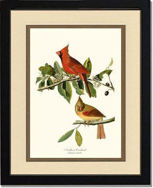 Cardinal, Northern - Charting Nature