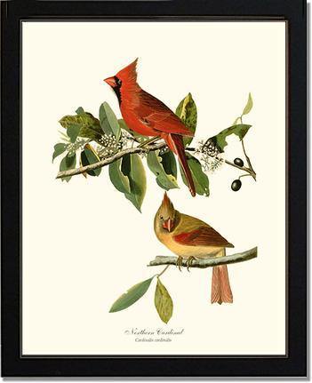 Cardinal, Northern Vintage Audubon Bird Wall Art Print – Charting
