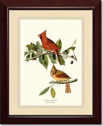 Cardinal, Northern - Charting Nature