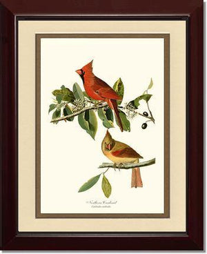 Cardinal, Northern - Charting Nature