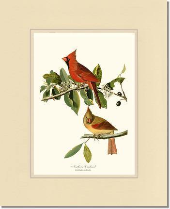 Cardinal, Northern - Charting Nature