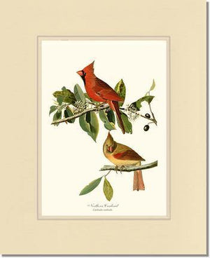 Cardinal, Northern - Charting Nature