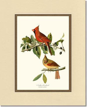 Cardinal, Northern - Charting Nature