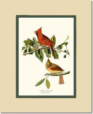 Cardinal, Northern - Charting Nature