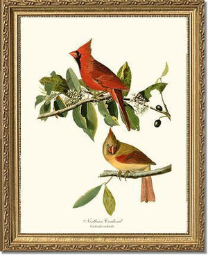 Cardinal, Northern - Charting Nature