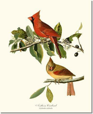 Cardinal, Northern - Charting Nature