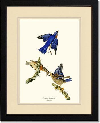 Bluebird, Eastern - Charting Nature
