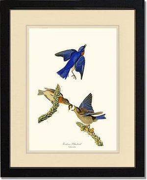 Bluebird, Eastern - Charting Nature