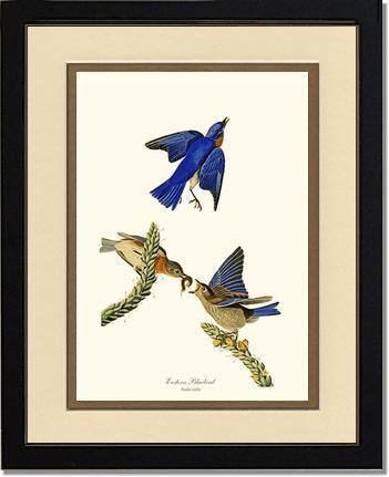 Bluebird, Eastern - Charting Nature