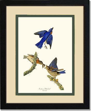 Bluebird, Eastern - Charting Nature