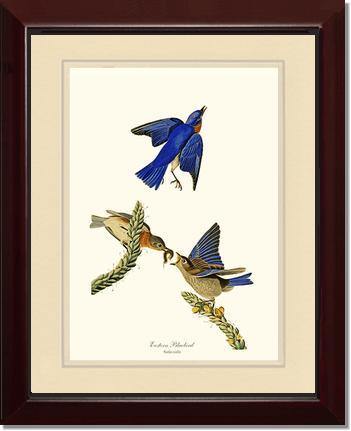Bluebird, Eastern - Charting Nature